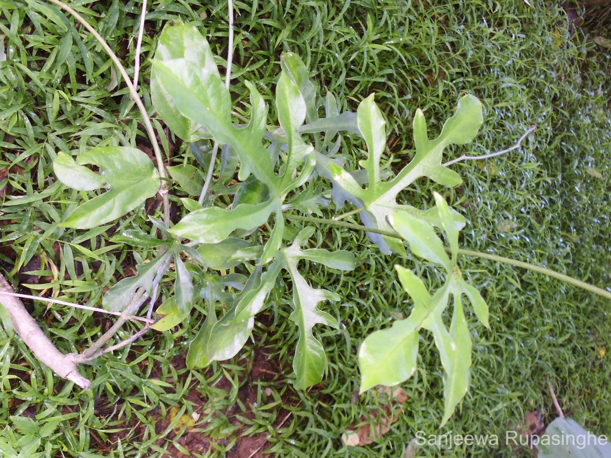 Adenia hondala (Gaertn.) W.J.de Wilde